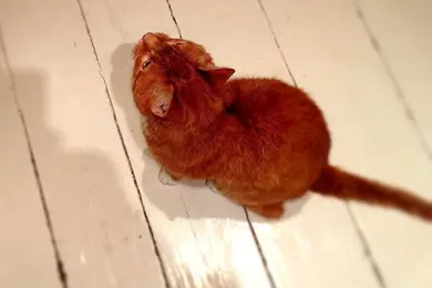"Kasimir" the red tomcat from above