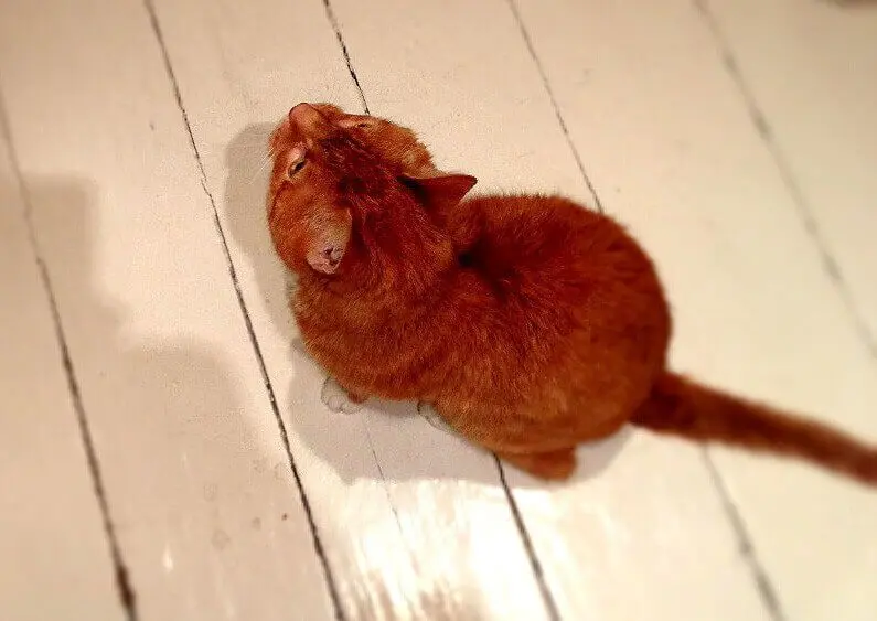 "Kasimir" der rote Kater von oben