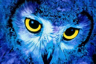 An owl with blue feathers and large yellow eyes