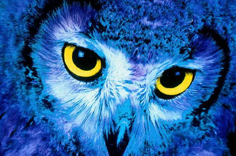 An owl with blue feathers and large yellow eyes